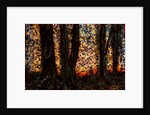 Trees by Anonymous
