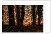 Trees by Anonymous