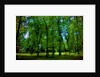 Green by Anonymous