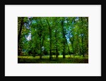 Green by Anonymous
