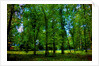 Green by Anonymous