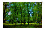 Green by Anonymous