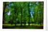 Green by Anonymous