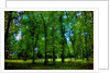 Green by Anonymous