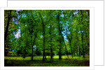 Green by Anonymous