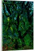 Green by Anonymous