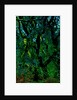 Green by Anonymous