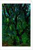 Green by Anonymous