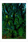 Green by Anonymous