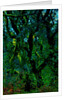 Green by Anonymous