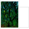 Green by Anonymous