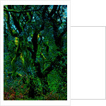 Green by Anonymous