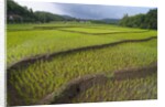 Fertile paddy rice field in the slope of Mt Liman by Anonymous