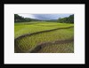 Fertile paddy rice field in the slope of Mt Liman by Anonymous