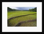 Fertile paddy rice field in the slope of Mt Liman by Anonymous