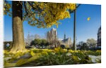 View of the Cathedrale (cathedral) de Notre Dame from Place (square) Rene Viviani in autumn by Anonymous