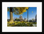 View of the Cathedrale (cathedral) de Notre Dame from Place (square) Rene Viviani in autumn by Anonymous