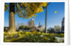 View of the Cathedrale (cathedral) de Notre Dame from Place (square) Rene Viviani in autumn by Anonymous