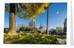 View of the Cathedrale (cathedral) de Notre Dame from Place (square) Rene Viviani in autumn by Anonymous