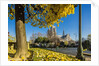 View of the Cathedrale (cathedral) de Notre Dame from Place (square) Rene Viviani in autumn by Anonymous