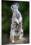 Meerkat by Anonymous