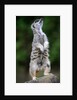 Meerkat by Anonymous