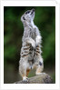 Meerkat by Anonymous