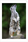 Meerkat by Anonymous