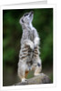 Meerkat by Anonymous