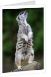 Meerkat by Anonymous
