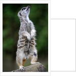 Meerkat by Anonymous