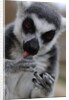 Ring Tailed Lemur by Anonymous