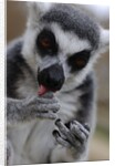 Ring Tailed Lemur by Anonymous