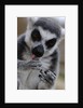 Ring Tailed Lemur by Anonymous