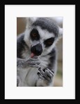 Ring Tailed Lemur by Anonymous