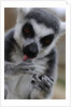 Ring Tailed Lemur by Anonymous