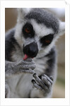 Ring Tailed Lemur by Anonymous