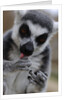 Ring Tailed Lemur by Anonymous