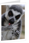 Ring Tailed Lemur by Anonymous