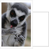 Ring Tailed Lemur by Anonymous