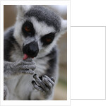 Ring Tailed Lemur by Anonymous