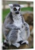 Ring Tailed Lemur by Anonymous