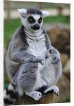 Ring Tailed Lemur by Anonymous