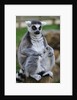 Ring Tailed Lemur by Anonymous