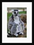Ring Tailed Lemur by Anonymous