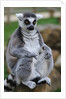Ring Tailed Lemur by Anonymous