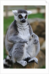 Ring Tailed Lemur by Anonymous