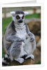 Ring Tailed Lemur by Anonymous