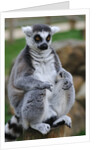 Ring Tailed Lemur by Anonymous