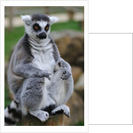 Ring Tailed Lemur by Anonymous